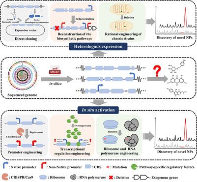 Frontiers | Recent Advances In Silent Gene Cluster Activation In ...